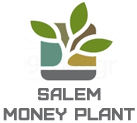 Salem Money Plant